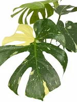 Gatenplant - Monstera Thai Constellation 60-65cm