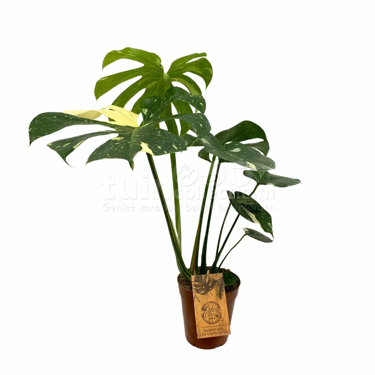 Gatenplant - Monstera Thai Constellation