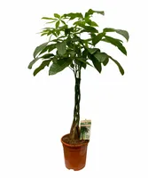 Geldboom - Pachira aquatica 90cm