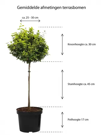 Hoogte Punica Granatum op stam