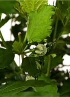 Altheastruik - Hibiscus syriacus Woodbridge op stam