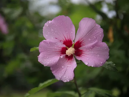 Hibiscus syr. Woodbridge bloem