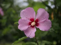 Hibiscus syr. Woodbridge bloem