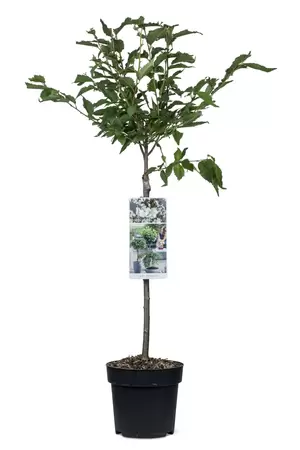 Prunus nipponica Brillant op stam 85cm