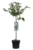 Prunus nipponica Brillant op stam 85cm