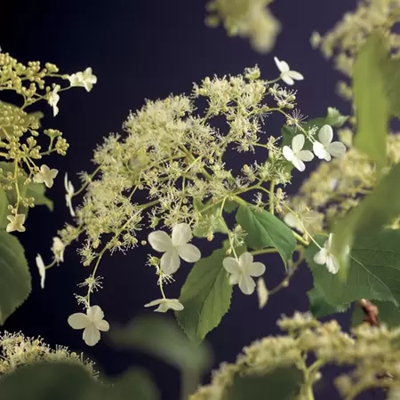 Klimplant Hydrangea a. Petiolaris P16