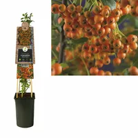 Klimplant Vuurdoorn - Pyracantha Orange Charmer