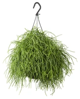 Koraalcactus - Rhipsalis Cassutha Hangplant