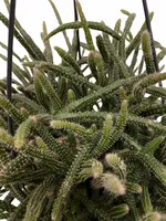 Koraalcactus - Rhipsalis Pilocarpa Hangplant 40cm