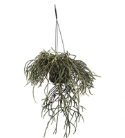 Koraalcactus - Rhipsalis Pilocarpa Hangplant 40cm