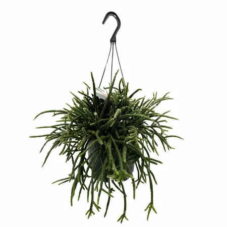 Koraalcactus - Rhipsalis Pilocarpa Hangplant 40cm