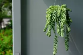 Hangplanten