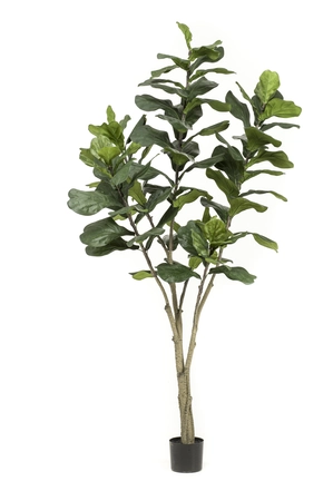 Kunstboom Ficus Lyrata 210cm