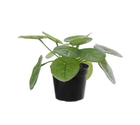 Kunstplant Pannenkoekplant 15cm
