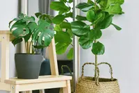 Kunstplanten