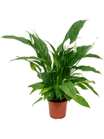 Lepelplant - Spathiphyllum Sweet Benito 55cm