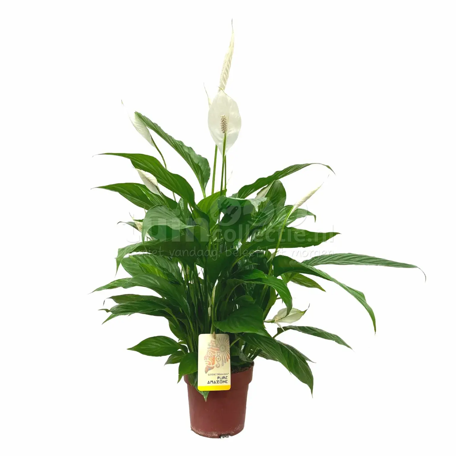 Lepelplant - Spathiphyllum 'Sweet Chico'