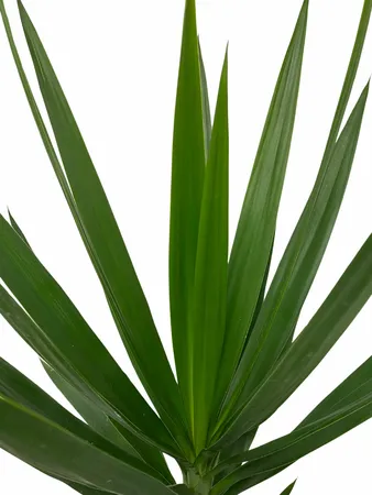 Palmlelie - Yucca Elephantipes 90-100cm