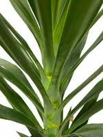 Palmlelie - Yucca Elephantipes 90-100cm