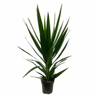 Palmlelie - Yucca Elephantipes 90-100cm