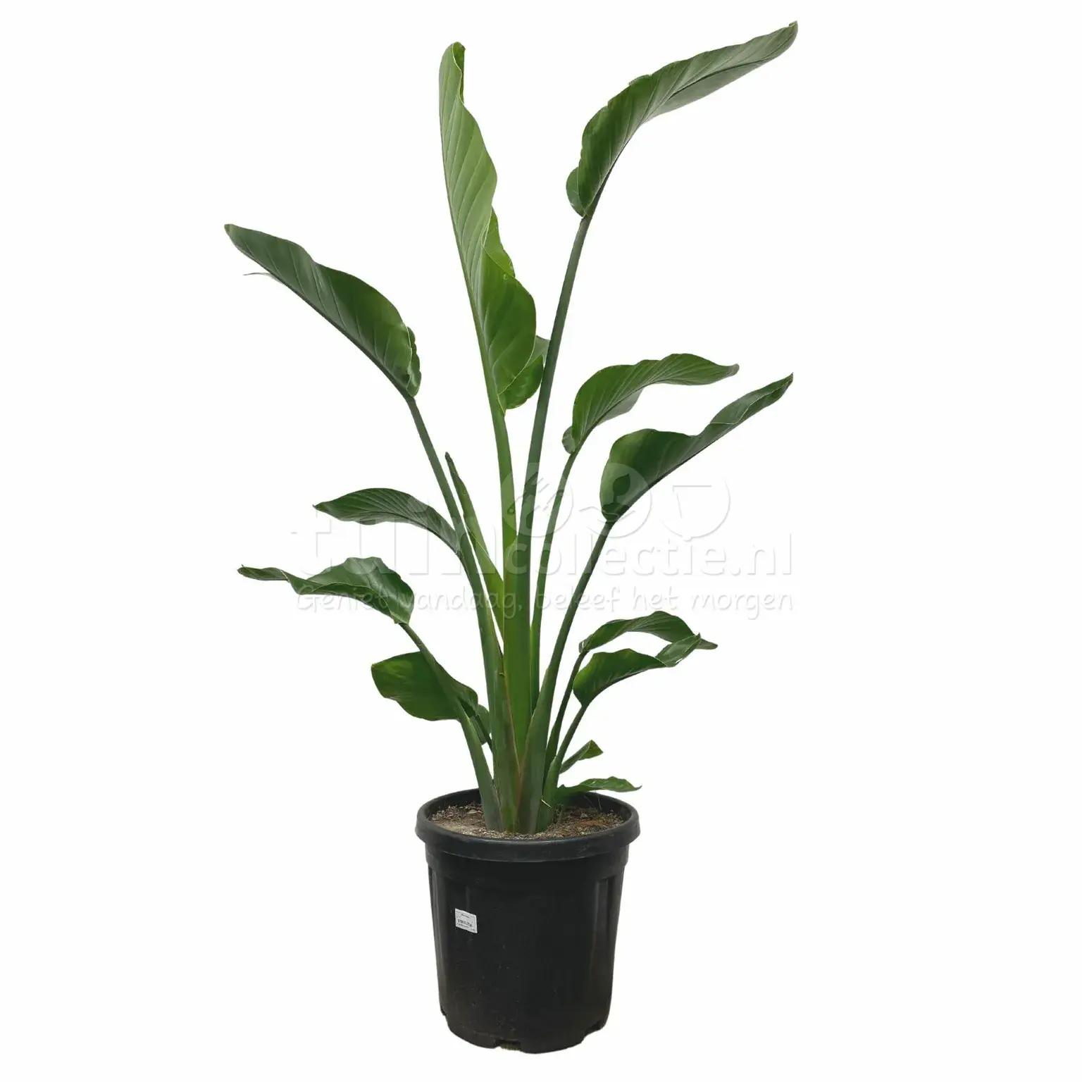 Paradijsvogelplant - Strelitzia Nicolai 150cm