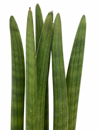 Sansevieria cylindrica Straight 40cm