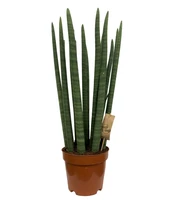 Sansevieria cylindrica Straight 40cm