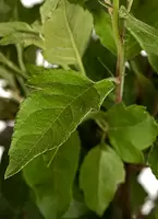 Malus ‘Red Sentinel’ op stam