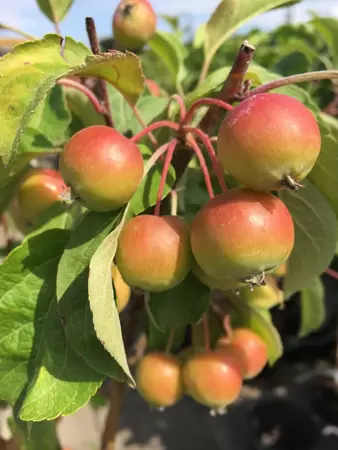 Appeltjes Malus Red Sentinel op stam