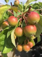 Appeltjes Malus Red Sentinel op stam