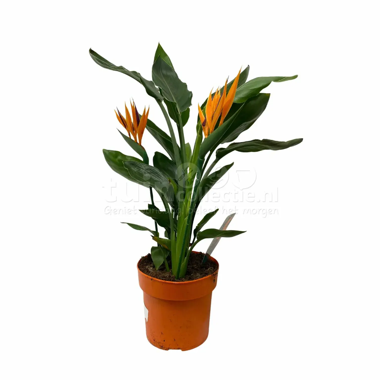 Strelitzia Reginae