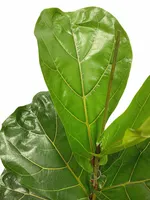 Tabaksplant - Ficus Lyrata 130-140cm