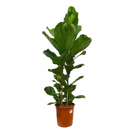 Tabaksplant - Ficus Lyrata 130-140cm