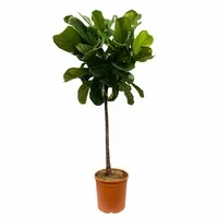 Tabaksplant - Ficus Lyrata op stam