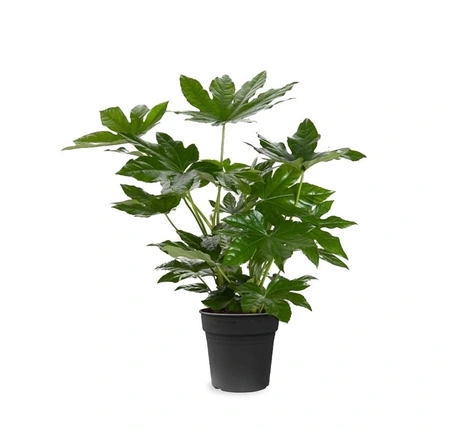 Vingerplant - Fatsia Japonica 65cm