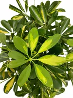 Vingersboom - Schefflera arboricola 'Gold Capella'